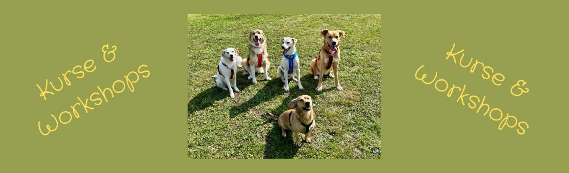 Vorträge, Kurse & Workshops