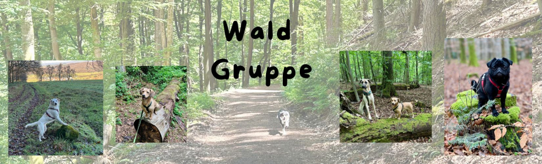 Wald Gruppe