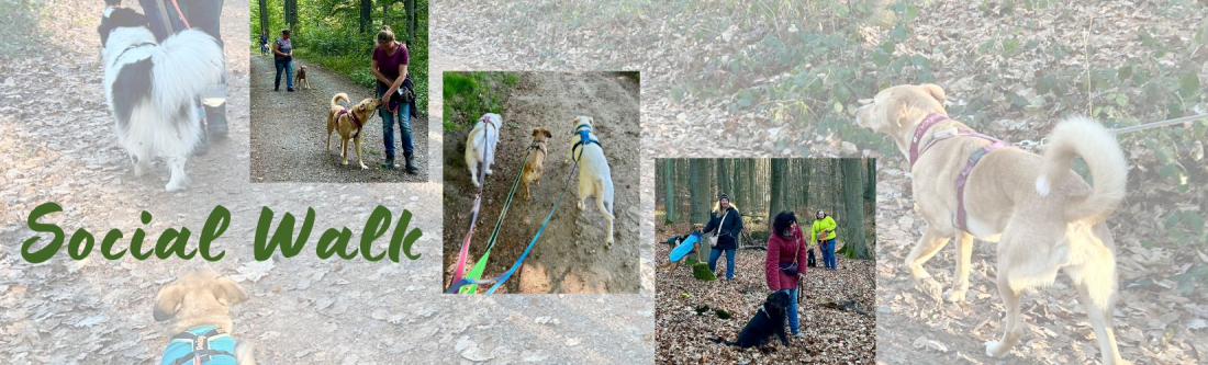 Social Walk