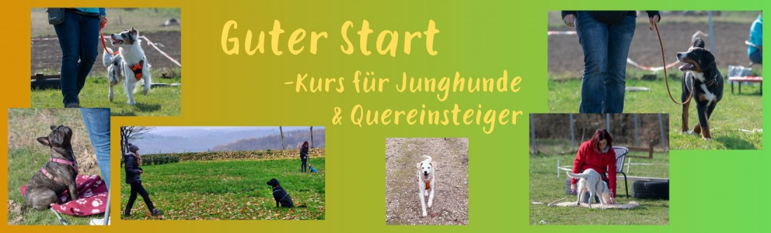 Guter Start -Junghunde und Quereinsteiger